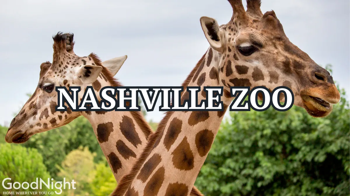 This image captures several giraffes standing amid lush green foliage, evoking the joyful atmosphere of family outings at the Nashville Zoo. The natural setting and visible animals make this an inviting depiction of a classic family-friendly Nashville attraction.